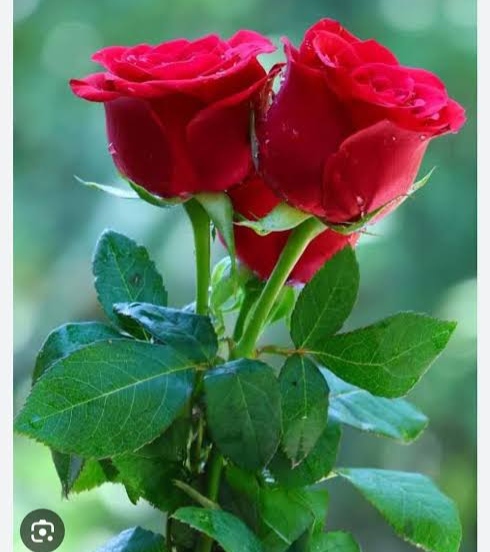 মোঃ সাকিল আহমেদ ফেরদৌস